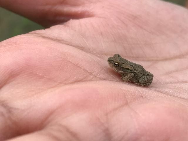 When it was all done, holding a tiny frog in her hand on what was now her piece of land, she felt a sense of grandeur, Dutt admits.