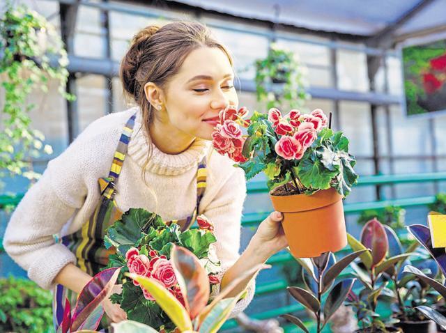 Place your plants on shelves or wooden pallets to create a mini-indoor garden. (Shutterstock)