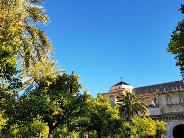 Palm and orange trees go together in lush gardens of Cordoba. (Picture courtesy: Abhimanyu/Am Klicks) Palm and orange trees go together in lush gardens of Cordoba. (Picture courtesy: Abhimanyu/Am Klicks)