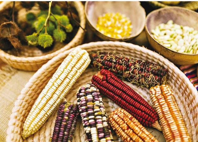 Mexican corn, a culinary essential in Mexico, is used in Noma Mexico pop-up (Vincent Long) Mexican corn, a culinary essential in Mexico, is used in Noma Mexico pop-up (Vincent Long)