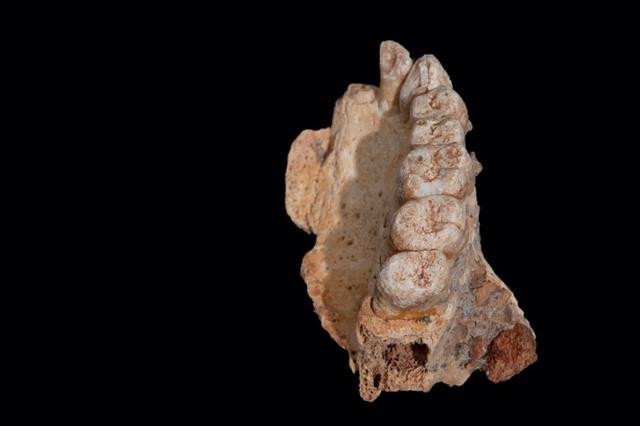 The left maxilla of human remains from Misliya Cave in Israel, the oldest remains of our species Homo sapiens found outside Africa. (Reuters/ Israel Hershkovitz/ Tel Aviv University)