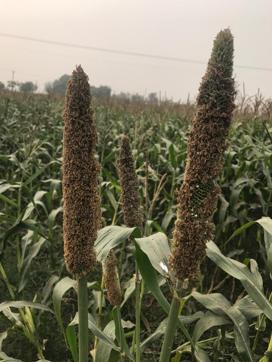 The wheat came up beautifully, but when we sold it at the market, we realised we had barely broken even. Above is what we got when we tried to grow corn using fewer pesticides. No would take it at the mandi. I had to pick it up the next day and bring it home.