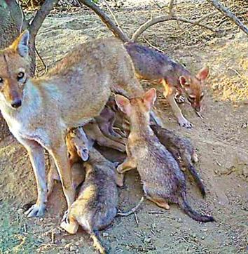 A mother jackal feeding pups outside burrow at Bharatpur. (PHOTO: Dr HN KUMARA / SACON) A mother jackal feeding pups outside burrow at Bharatpur. (PHOTO: Dr HN KUMARA / SACON)