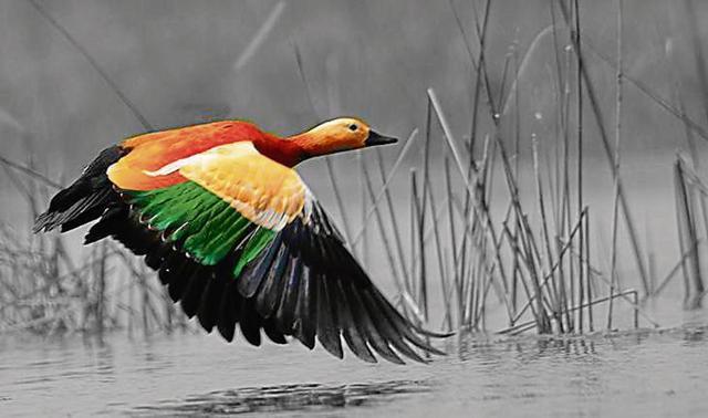 The Tricolour flies high on a Ruddy shelduck. (PHOTO: AMISH PATEL ) The Tricolour flies high on a Ruddy shelduck. (PHOTO: AMISH PATEL )