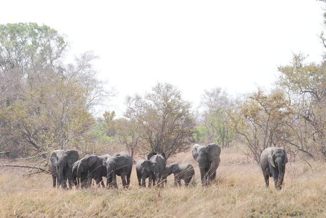 A herd of elephants at the National Park. (Wikimedia Commons )