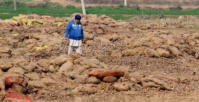 Mohali, India January 28: Potato dumped road side in village Chatt in Mohali on Sunday, January 28, 2018.Photo by Ravi Kumar/Hindustan Times (Ravi Kumar/HT) Mohali, India January 28: Potato dumped road side in village Chatt in Mohali on Sunday, January 28, 2018.Photo by Ravi Kumar/Hindustan Times (Ravi Kumar/HT)