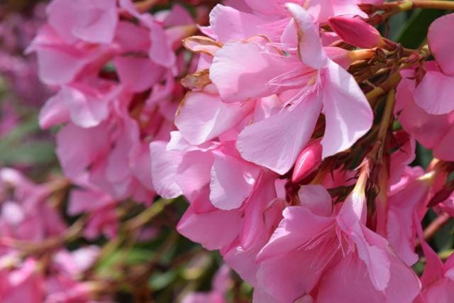 Oleander is one of the most poisonous of all commonly grown garden plants. (Shutterstock)