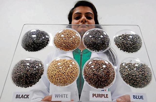 Recently, NABI was in the news for developing antioxidant-rich coloured wheat to help combat malnutrition. (Ravi Kumar/HT) Recently, NABI was in the news for developing antioxidant-rich coloured wheat to help combat malnutrition. (Ravi Kumar/HT)