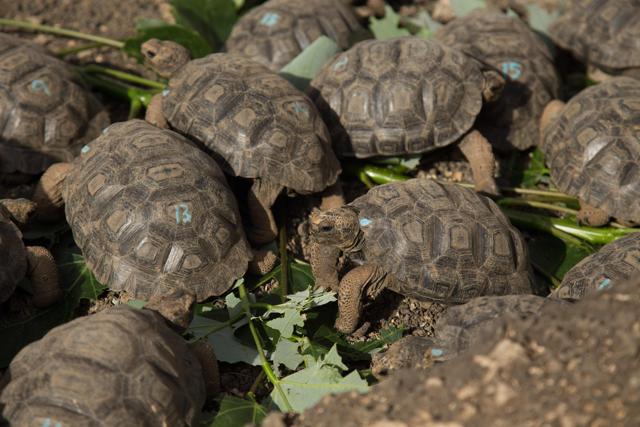 A group of Española Island young giant tortoises feed at a nursery in the Galapagos National Park. (AFP/Pablo Cozzaglio) A group of Española Island young giant tortoises feed at a nursery in the Galapagos National Park. (AFP/Pablo Cozzaglio)