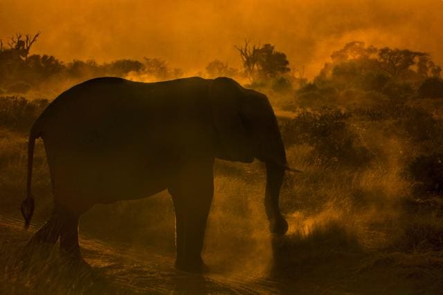 Elephant in a dust storm at sunset in Samburu national park in Kenya. (Aditya "Dicky" Singh)