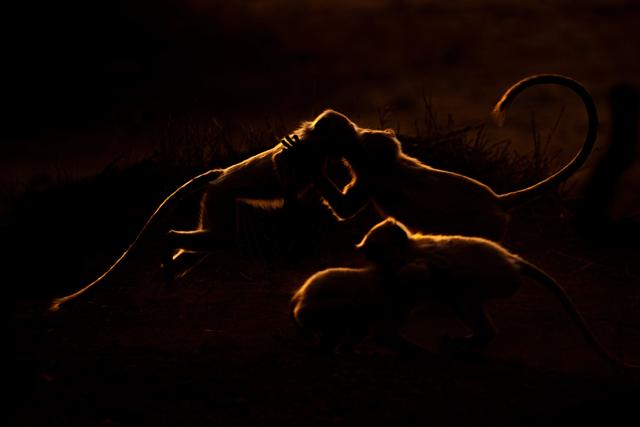 Backlit playful langurs at dusk in Ranthambhore national park. (Aditya "Dicky" Singh)