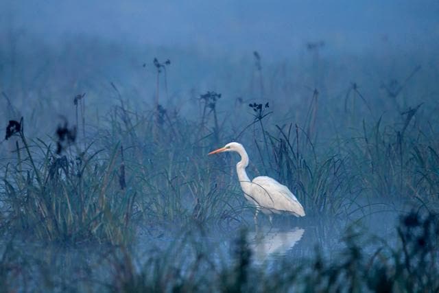 Egret hunting in a small pool at twilight in Keoladeo Ghana national park in Bharatpur. (Aditya "Dicky" Singh)