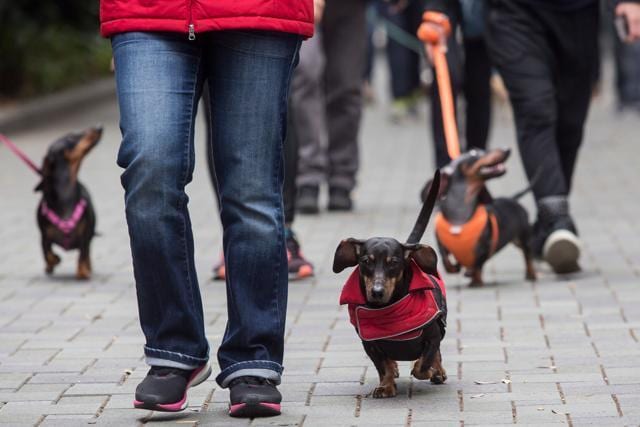 Dachshunds and their owners take part in the city's first "Sausage Walk" in Hong Kong on February 3, 2018. In a city that likes to dress up its dogs, 50 dachshunds gathered in Hong Kong on February 3 wearing everything from patterned winter jumpers to dapper tweed. (AFP Photo) Dachshunds and their owners take part in the city's first "Sausage Walk" in Hong Kong on February 3, 2018. In a city that likes to dress up its dogs, 50 dachshunds gathered in Hong Kong on February 3 wearing everything from patterned winter jumpers to dapper tweed. (AFP Photo)