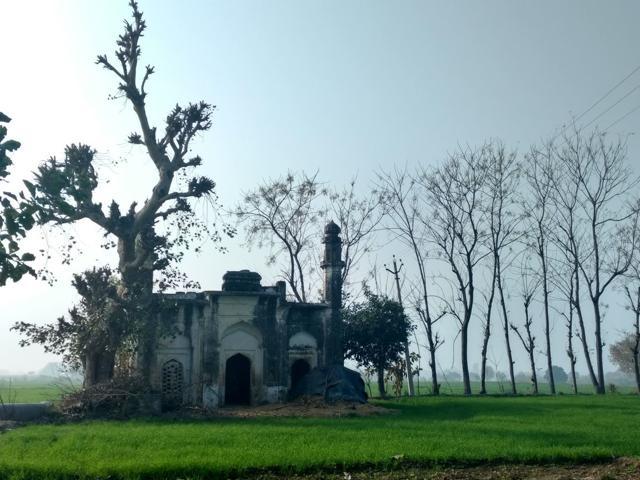 The Burana mosque and maimed Peepul tree glow in the sunset. (Vikram Jit Singh) The Burana mosque and maimed Peepul tree glow in the sunset. (Vikram Jit Singh)