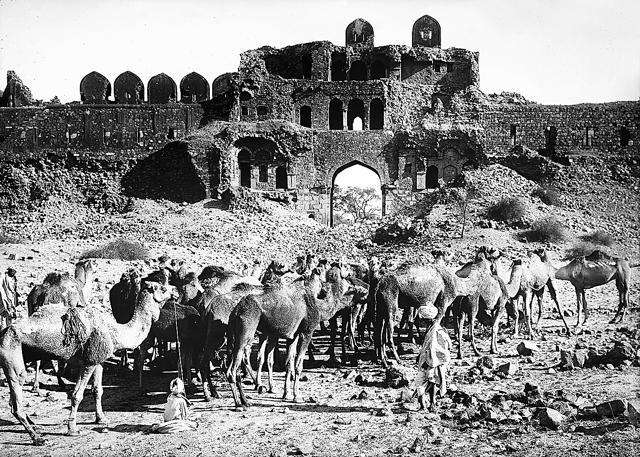 A group of camels gathered outside the city walls of Old Delhi . (Popperfoto/Getty Images) A group of camels gathered outside the city walls of Old Delhi . (Popperfoto/Getty Images)