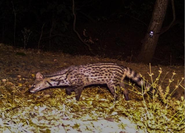 Other animals documented during the survey include small Indian civet. Other animals documented during the survey include small Indian civet.