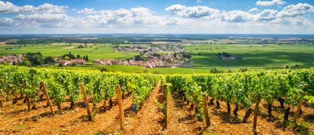 The vineyards of Burgundy. (Shutterstock)