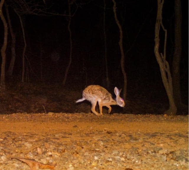 A black-napd hare. A black-napd hare.