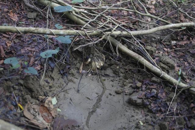 A human skull is seen in a shallow grave in Inn Din, Myanmar October 26, 2017. Picture taken October 26, 2017. (Reuters Photo) A human skull is seen in a shallow grave in Inn Din, Myanmar October 26, 2017. Picture taken October 26, 2017. (Reuters Photo)