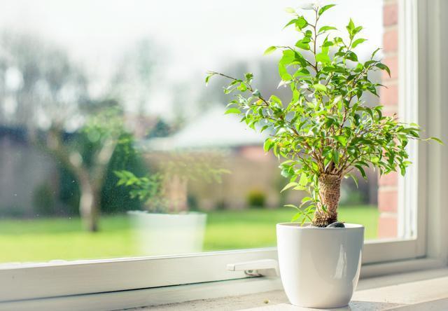 Potted plants are cheaper and last longer than cut flowers. (Shutterstock) Potted plants are cheaper and last longer than cut flowers. (Shutterstock)