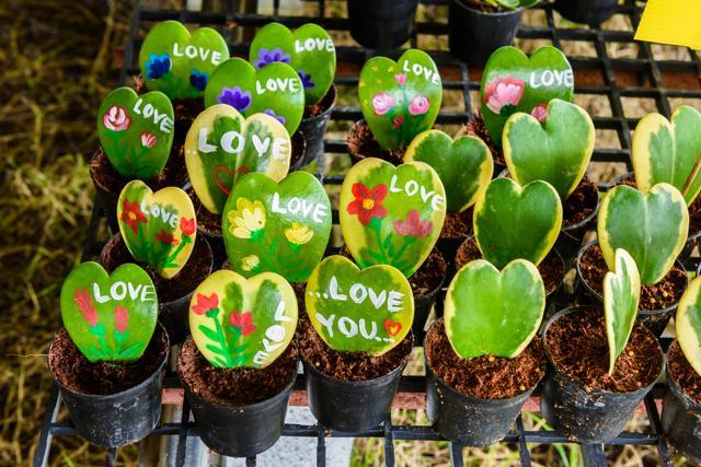 Hoya kerrii Craib in flower pot (Heart shaped plant) is a great option to gift to your loved one. (iStock) Hoya kerrii Craib in flower pot (Heart shaped plant) is a great option to gift to your loved one. (iStock)