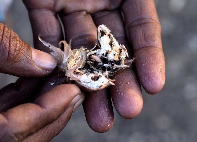 A farmer from Yavatmal district shows a cotton boll infested by the pest, which attacks the crop from inside while the outside remains green and unopened. (Anshuman Poyrekar/HT Photo) A farmer from Yavatmal district shows a cotton boll infested by the pest, which attacks the crop from inside while the outside remains green and unopened. (Anshuman Poyrekar/HT Photo)