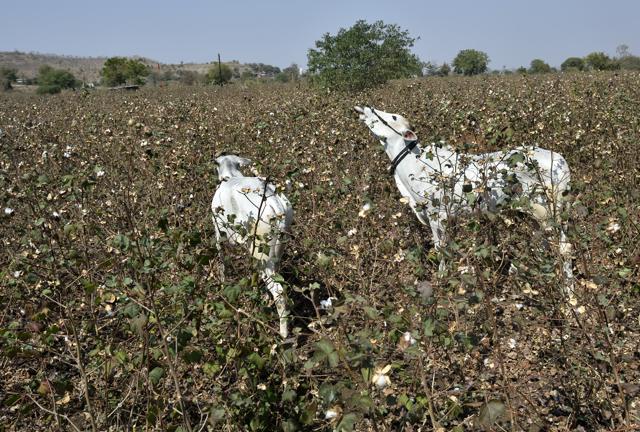 Cattle is allowed to stray into an infested cotton crop field in Yavatmal district. The pink bollworm outbreak in Maharashtra has been the worst since the state adopted BT cotton (genetically hybrid seeds) in 2002. (Anshuman Poyrekar/HT Photo) Cattle is allowed to stray into an infested cotton crop field in Yavatmal district. The pink bollworm outbreak in Maharashtra has been the worst since the state adopted BT cotton (genetically hybrid seeds) in 2002. (Anshuman Poyrekar/HT Photo)