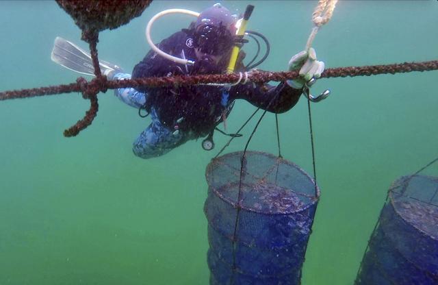 A diver from the Dibba Bay Oyster Farm, fixes a lantern net at the underwater oyster farm. (AP/Fay Abuelgasim) A diver from the Dibba Bay Oyster Farm, fixes a lantern net at the underwater oyster farm. (AP/Fay Abuelgasim)