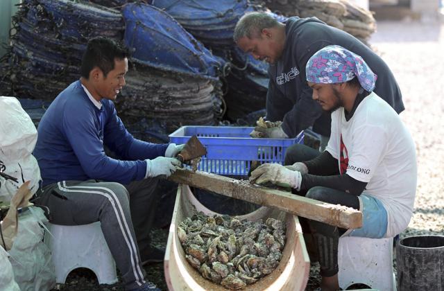 Employees clean oyster shells at the Dibba Bay Oyster Farm's harvesting and processing facilities. (AP/Kamran Jebreili) Employees clean oyster shells at the Dibba Bay Oyster Farm's harvesting and processing facilities. (AP/Kamran Jebreili)