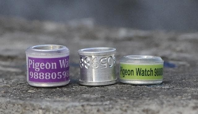 Rings to tag the birds. (Keshav Singh/HT)