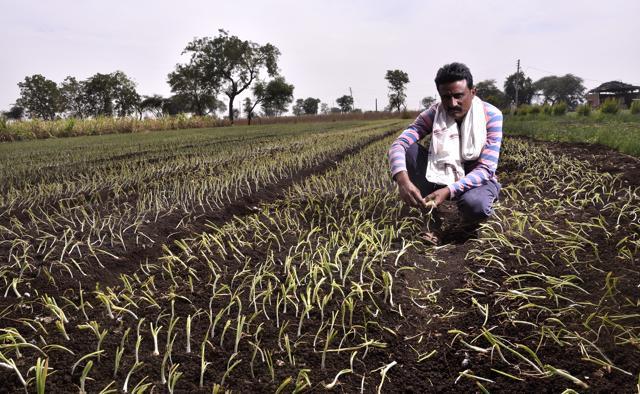 Some of the farmers like Gopal Chaudhary (right), who is from Manchanpur village in Akola district, say neither local officials nor fellow farmers took their complaints seriously when the pest attack had just begun. (Anshuman Poyrekar/HT Photo) Some of the farmers like Gopal Chaudhary (right), who is from Manchanpur village in Akola district, say neither local officials nor fellow farmers took their complaints seriously when the pest attack had just begun. (Anshuman Poyrekar/HT Photo)