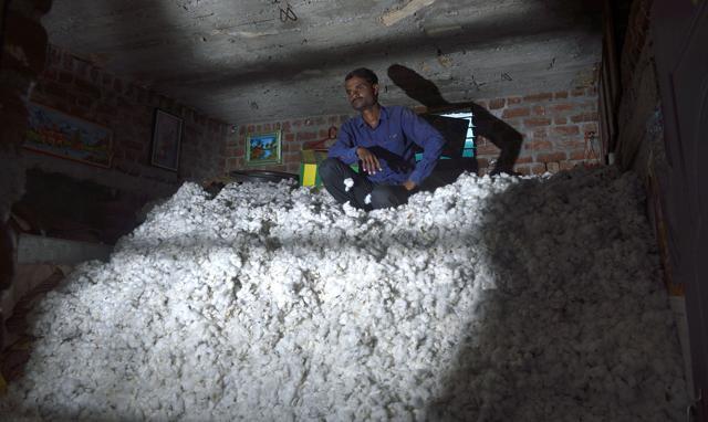 Yogesh Bayaskar, a cotton farmer from Raghunathpur village of Amravati district, had planted the crop on his 2.5-acre farm, but got less than half the yield owing to the pink bollworm attack. He has some of the subgrade cotton picked from his field stacked in a room outside his home. His loss this year from cotton and soyabean is in the range of
₹1.5 lakh to
₹2 lakh. (Anshuman Poyrekar/HT Photo) Yogesh Bayaskar, a cotton farmer from Raghunathpur village of Amravati district, had planted the crop on his 2.5-acre farm, but got less than half the yield owing to the pink bollworm attack. He has some of the subgrade cotton picked from his field stacked in a room outside his home. His loss this year from cotton and soyabean is in the range of
₹1.5 lakh to
₹2 lakh. (Anshuman Poyrekar/HT Photo)