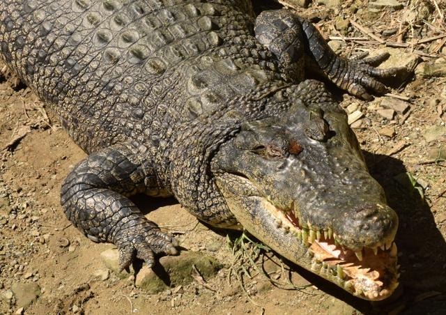 Your Crocodile Skin City Steamer is keeping crocodiles alive