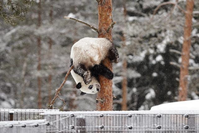 Female panda Lumi plays in the snow during the opening day of the Ahtari Zoo Snowpanda Resort in Ahtari, Finland. (Reuters Photo)