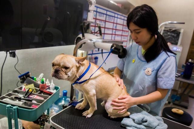 A French bulldog named Bao getting a blow dry after a bath during a spa treatment session at a pet groomers in Hong Kong. (AFP) A French bulldog named Bao getting a blow dry after a bath during a spa treatment session at a pet groomers in Hong Kong. (AFP)