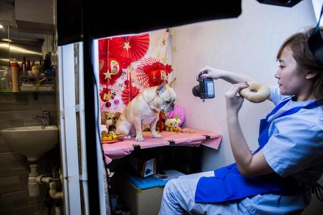 A French bulldog named Bao getting a photo taken for its owner after receiving a spa treatment session at a pet groomers in Hong Kong. (AFP) A French bulldog named Bao getting a photo taken for its owner after receiving a spa treatment session at a pet groomers in Hong Kong. (AFP)