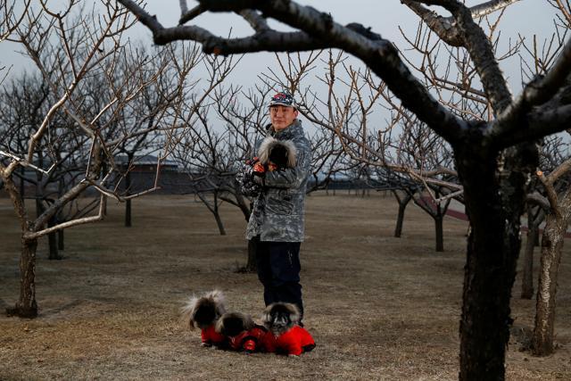 Qian Hao poses with his imported Pekingese dogs Mixiu, Doudou, Namei and Qiaoba in the park where he takes them for a walk in Beijing. (REUTERS) Qian Hao poses with his imported Pekingese dogs Mixiu, Doudou, Namei and Qiaoba in the park where he takes them for a walk in Beijing. (REUTERS)