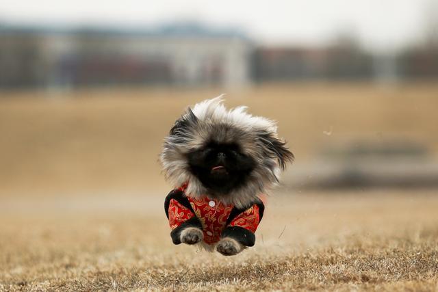 Qian Hao's imported Pekingese dog, Mixiu, runs in a park in Beijing, China. (REUTERS) Qian Hao's imported Pekingese dog, Mixiu, runs in a park in Beijing, China. (REUTERS)
