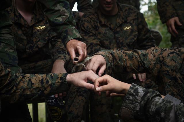 US marines handle a gecko during the Cobra Gold joint military exercise between US and Thai military in the coastal province of Chonburi on February 19, 2018. (AFP) US marines handle a gecko during the Cobra Gold joint military exercise between US and Thai military in the coastal province of Chonburi on February 19, 2018. (AFP)