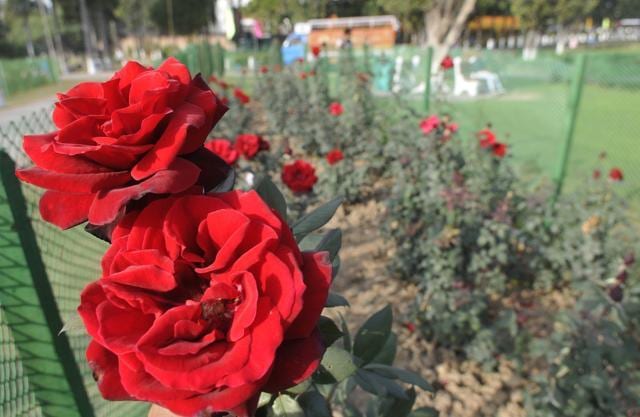 Black ruby rose at the Rose Garden in Sector 16, Chandigarh. (Karun Sharma/HT)