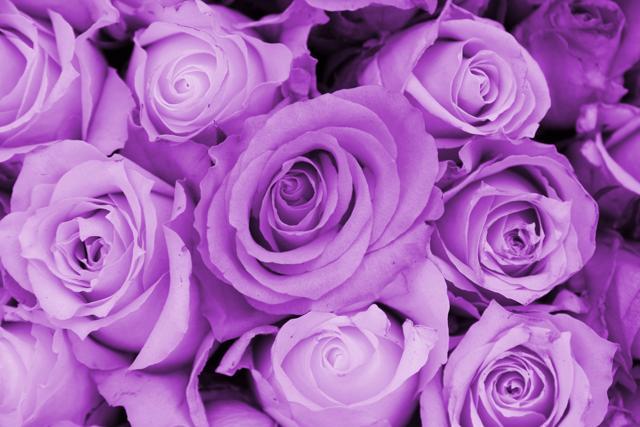 Purple is the colour of the year. (Shutterstock) Purple is the colour of the year. (Shutterstock)