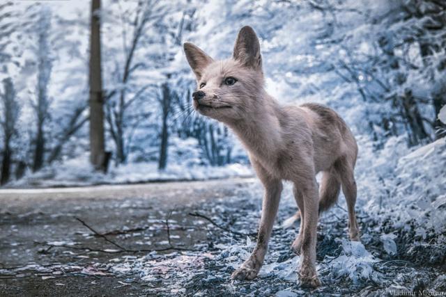 Simon - a human-friendly fox, who often approaches groups in the exclusion zone, asking for food. (Vladimir Migutin) Simon - a human-friendly fox, who often approaches groups in the exclusion zone, asking for food. (Vladimir Migutin)