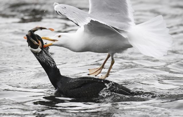 A gull and a cormorant challenge for a fish in the harbor of the German Baltic Sea town of Stralsund, on Wednesday. (AP) A gull and a cormorant challenge for a fish in the harbor of the German Baltic Sea town of Stralsund, on Wednesday. (AP)