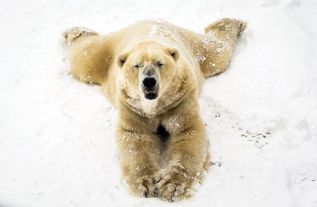 Victor the polar bear plays in the snow at the Yorkshire Wildlife Park in Doncaster, north England, on Wednesday. Britain, which is buffered by the Atlantic Ocean and tends to have temperate winters, saw heavy snow in some areas that disrupted road, rail and air travel and forced hundreds of schools to close. (AP) Victor the polar bear plays in the snow at the Yorkshire Wildlife Park in Doncaster, north England, on Wednesday. Britain, which is buffered by the Atlantic Ocean and tends to have temperate winters, saw heavy snow in some areas that disrupted road, rail and air travel and forced hundreds of schools to close. (AP)