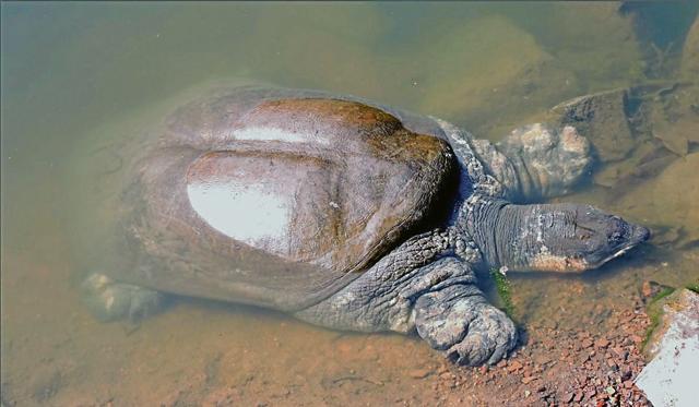 Black Softshell Turtle (PHOTO: TURTLES IN TROUBLE REPORT) Black Softshell Turtle (PHOTO: TURTLES IN TROUBLE REPORT)