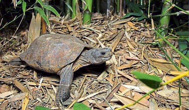 India has 10 of world s 50 most threatened freshwater turtle