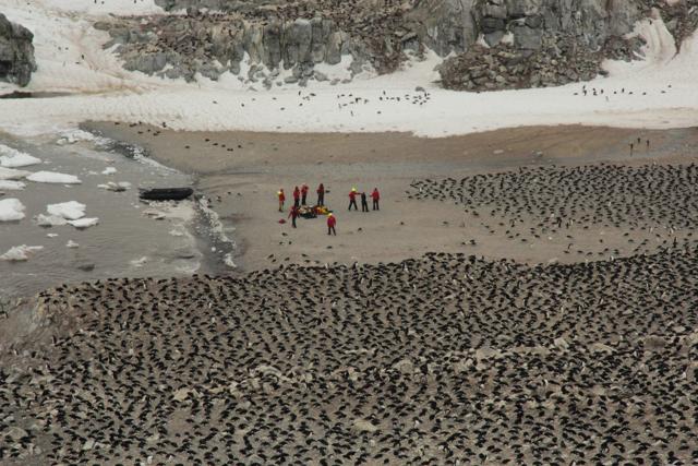 A thriving ‘hotspot’ of some 1.5 million Adelie penguins has been discovered on the remote Danger Islands in the east Antarctic. (AFP Photo/Tom Hart, Oxford University/Penguinwatch) A thriving ‘hotspot’ of some 1.5 million Adelie penguins has been discovered on the remote Danger Islands in the east Antarctic. (AFP Photo/Tom Hart, Oxford University/Penguinwatch)