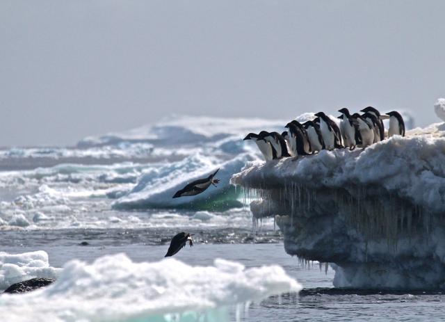 Adélie penguins leaping off an iceberg at Danger Islands, Antarctica. (AFP Photo/Rachael Herman/Stony Brook University/ Louisiana State University ) Adélie penguins leaping off an iceberg at Danger Islands, Antarctica. (AFP Photo/Rachael Herman/Stony Brook University/ Louisiana State University )