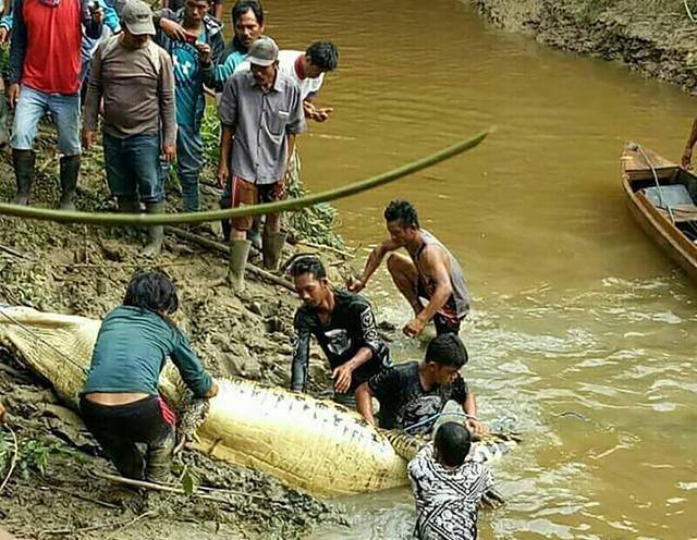 Indonesian authorities recover a crocodile after they shot and killed the six-metre (20 foot) long creature close to a riverbank in Marukangan. (AFP Photo) Indonesian authorities recover a crocodile after they shot and killed the six-metre (20 foot) long creature close to a riverbank in Marukangan. (AFP Photo)