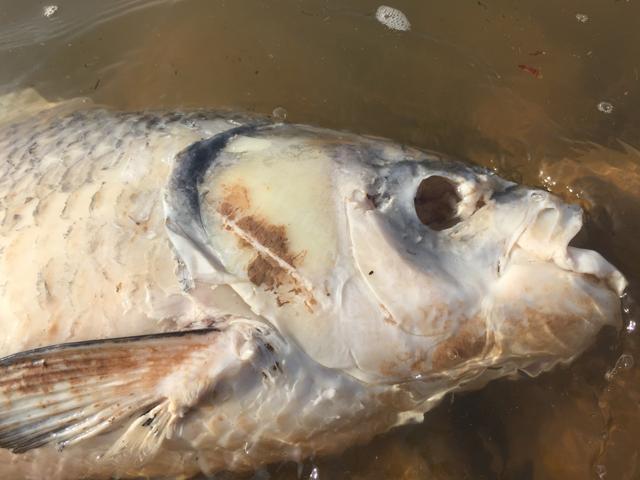 A carp with eye gouged out by House crows. (PHOTO: VIKRAM JIT SINGH )